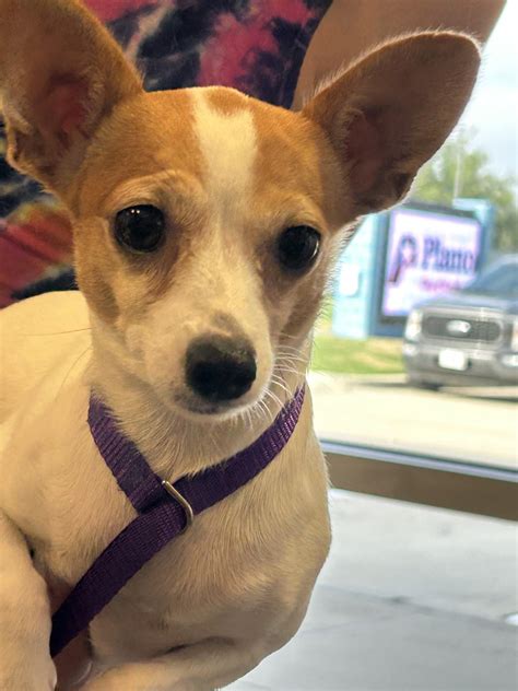 Adopt Shirley A213012 Today - Pets TheCountyOffice