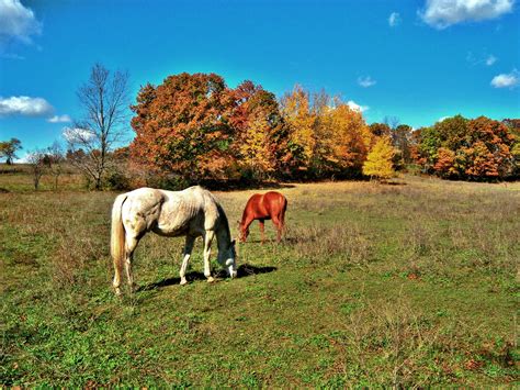 Free Images : landscape, grass, wilderness, field, farm, meadow ...