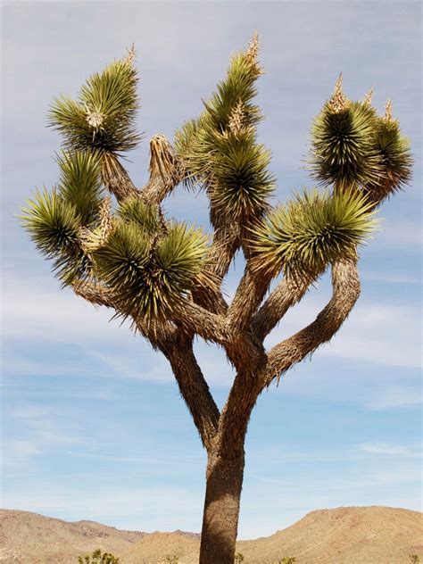 How Do Joshua Trees Propagate? The Real Story Behind The Seeds