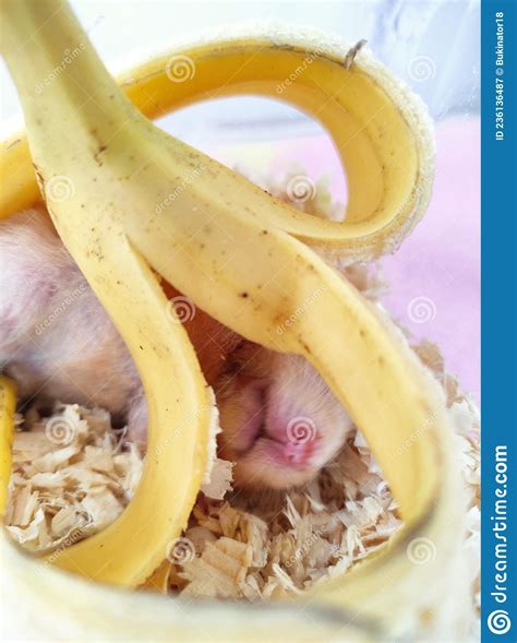 Hamster Eating Banana