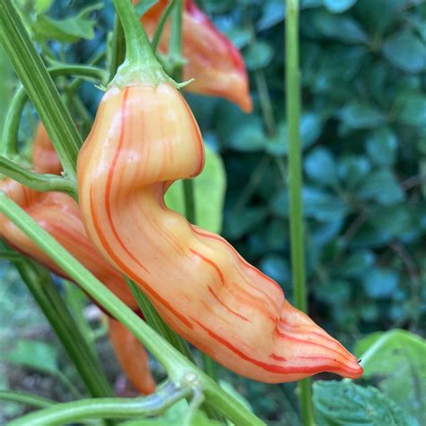 Sugar Rush Stripey Pepper Seeds | Tyler Farms