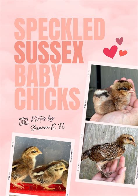 Why Is the Speckled Sussex So Spectacular?🤔 - chickenexperts