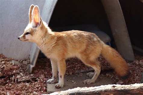 Should You Keep a Fennec Fox (Desert Fox) as a Pet?