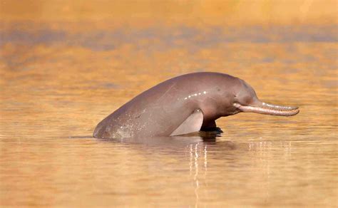 Indus and Ganges River Dolphins are Separate Species, New Study Shows ...