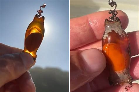 Baby Shark Saved From Death as Man Takes Washed-Up Egg Home to Hatch - Newsweek