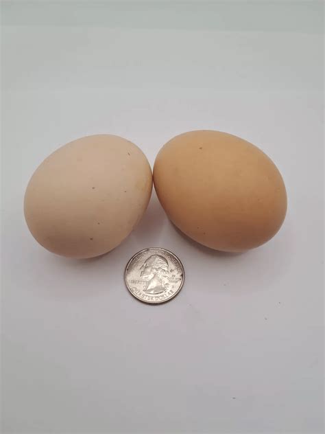 Plymouth Barred Rock Hatching Eggs Fresh Fertile NPIP Certified - Five ...