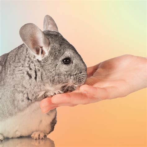 How Are Chinchillas As Pets