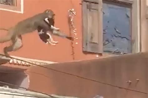 Video captures moment monkey kidnaps dog, leaps from rooftop in India