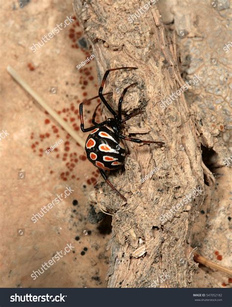 Male Mediterranean Black Widow Latrodectus Tredecimguttatus Foto de ...
