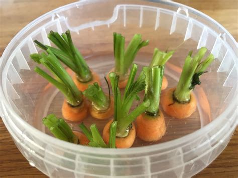 Carrot Growing Method at Benjamin Hutchison blog