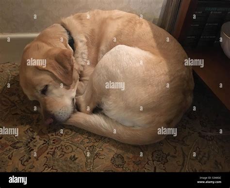 Let sleeping dogs lie Stock Photo - Alamy