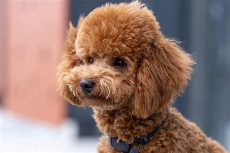 Understanding Miniature Poodle Weight: Factors and Averages