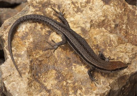 Garden Skink | Swan Bay Environment