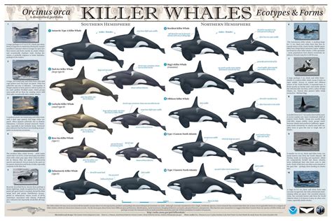 Physical Characteristics Of Orcas: An Identification Guide