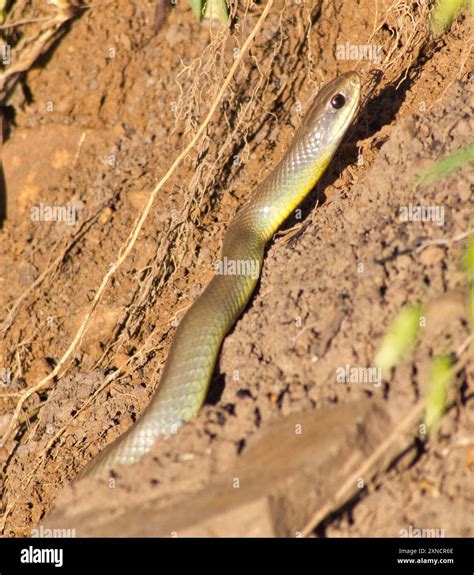 Western Yellow-bellied Racer (Coluber constrictor mormon) Reptilia ...