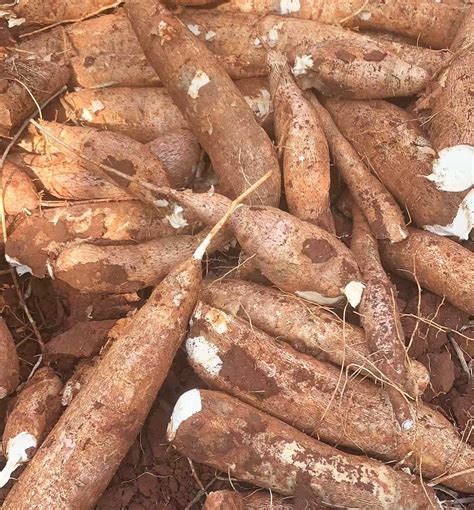 Taro Vs Sweet Potato Vs Yam Vs Yuca | Similarities & Differences - Kitchen (Mis)Adventures