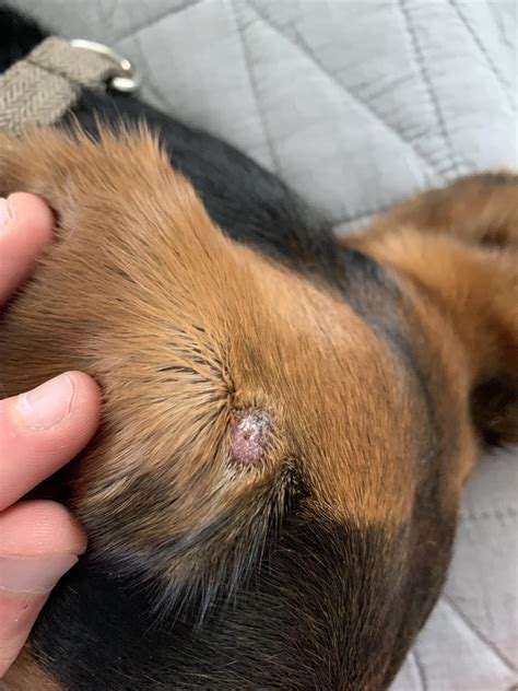 Ear Wart? : r/vet