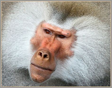 Affe in Frankfurter Zoo