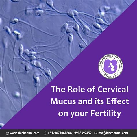 The role of cervical mucus and its effect on your fertility