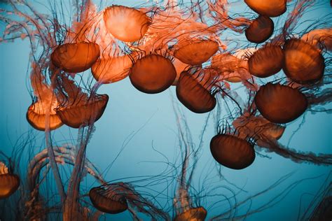 Nematocysts Jellyfish