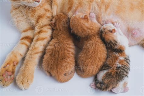 Mom And Newborn Kittens