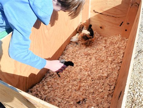 How To Build A DIY Poultry Brooder Box For Chicks - Idie's Farm