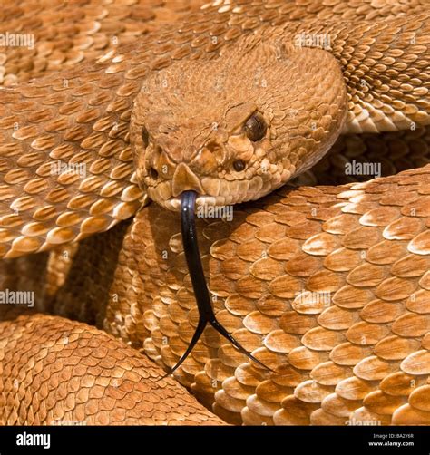 Rattlesnake Stock Photos & Rattlesnake Stock Images - Alamy