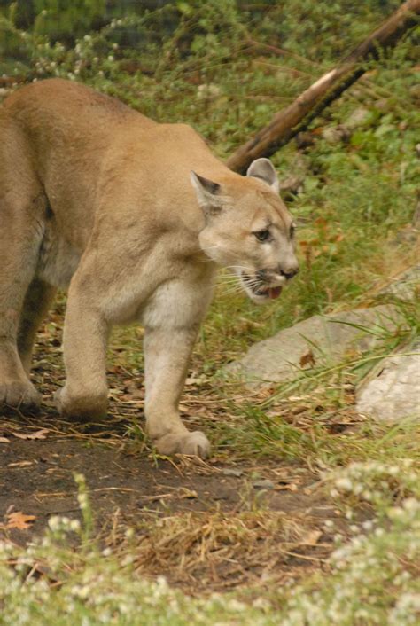 Cougars in the Carolinas. | Smithsonian Photo Contest | Smithsonian ...