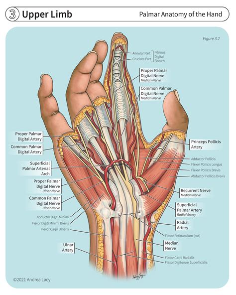 Parts Of A Hand Anatomy at Kaitlyn Corkill blog