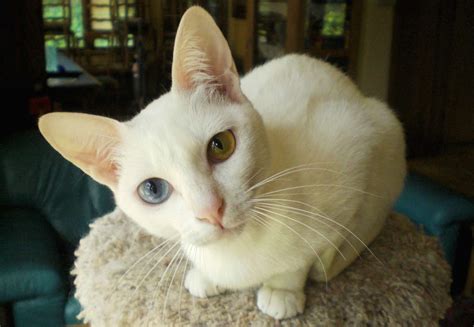 Heterochromia Iridum Cat