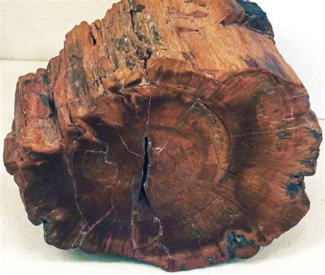 How Does Petrified Wood Form? (Explained) | Cut The Wood