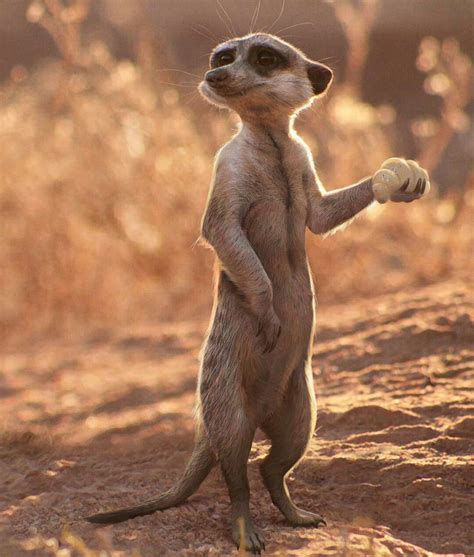 Timon Lion King Animal