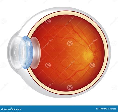 Eyeball - Cross Section Illustrated Stock Illustration - Illustration ...