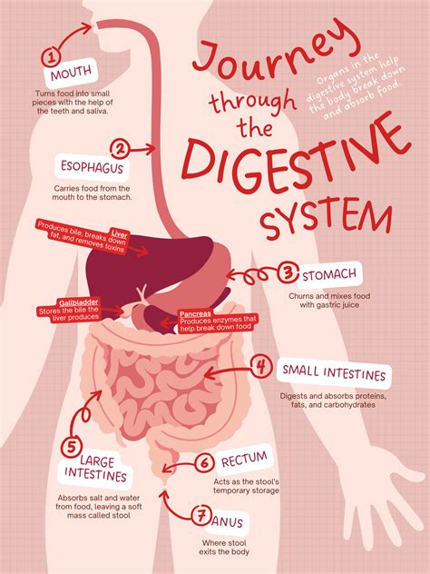 Pin by nandita on Indian illustration in 2024 | Digestive system, Human digestive system, Human ...