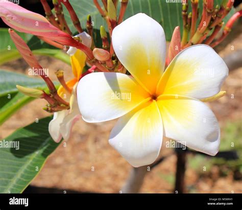 White Flower With Yellow Center