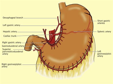 Anatomy of the stomach - Surgery - Oxford International Edition