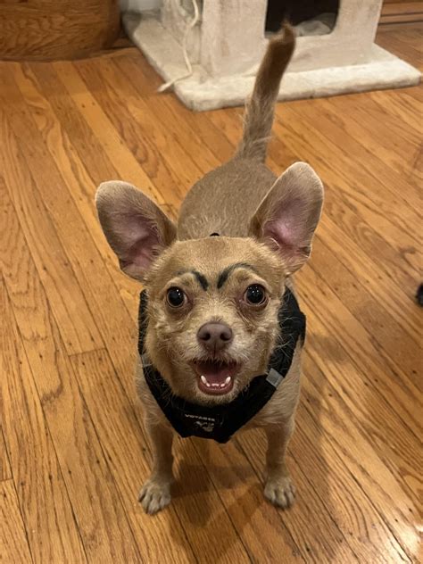 Our daughter drew eyebrows on her : r/Chihuahua