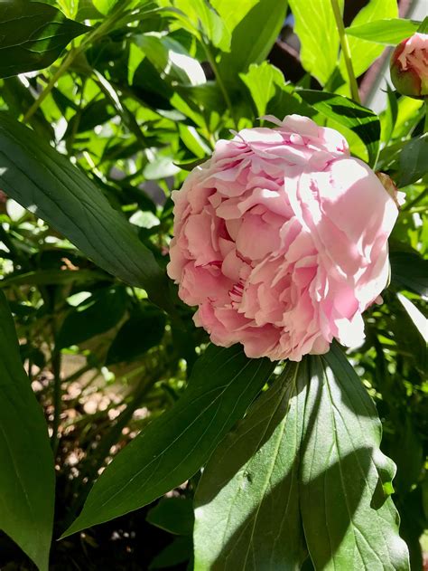Uncovering the Causes of Peony Leaves Curling