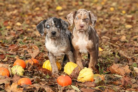 Catahoula Leopard Dog Breeders