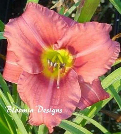 Daylily ROSY RETURNS shipped from Grower to your door