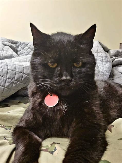 Old Man Jack, a 22 year old Semi-Feral Loves the spookie season, he ...