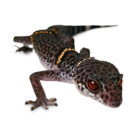 Chinese Cave Gecko For Sale | Petco