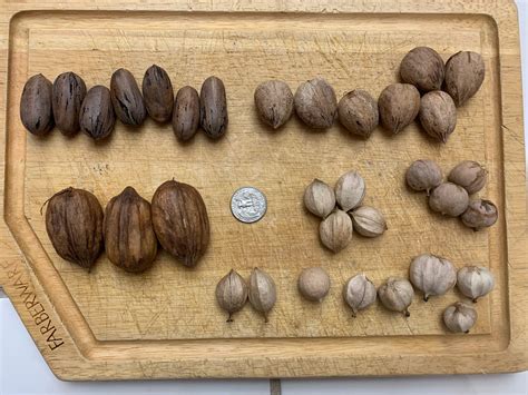 Nut identification - General Fruit Growing - Growing Fruit