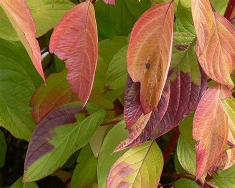 Neon Burst™ Dogwood | Plant Addicts