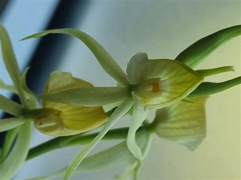 Prosthechea cochleata (Encyclia cochleata, Encyclia lancifolia)