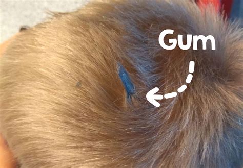 The best way to remove chewing gum from hair - My Silly Squirts