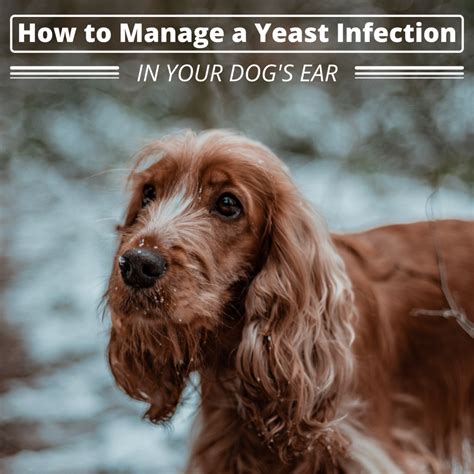 How Do Vets Treat Yeast Ear Infections In Dogs at Charles Blalock blog
