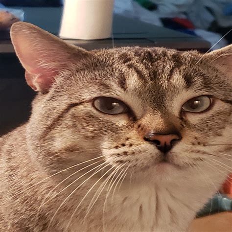 Humane Society Of Saline County in Bauxite, AR