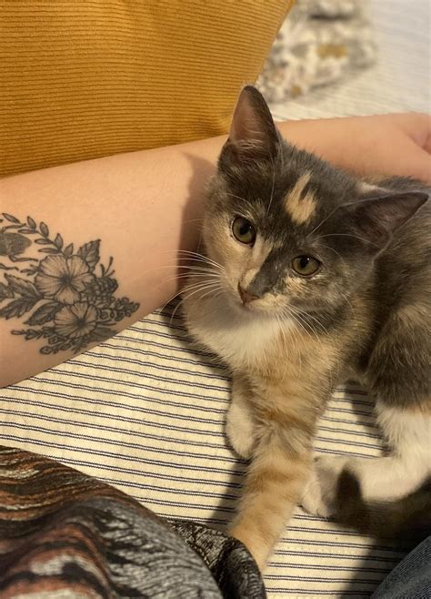 My almost 4 month old kitten~ : r/kittens