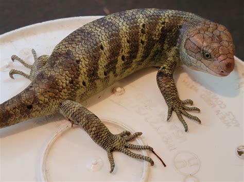 Prehesile Tail Skink Monkey-tailed Skink by Extraordinary Ectotherms ...
